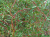 Ива Матсудана Erythroflexuosa / Salix Erythroflexuosa ива матсудана erythroflexuosa / salix erythroflexuosa